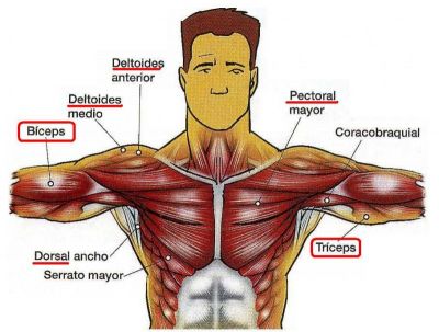 músculos del pecho
